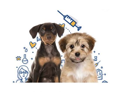 COVID-19 vaccine ‘Anocovax’ for animals