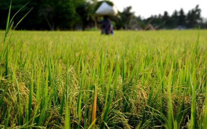 Cabinet hiked MSP for Kharif crops